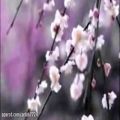 عکس اهنگ دلنشین از گل پامچال