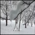 عکس نماهنگ زیبای زمستان