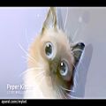 عکس Peper Kitten Live Wallpaper