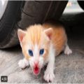 عکس تفریح و سرگرمی و فان با حیوانات کیوت :: بچه گربه کیوت و سایر حیوانات
