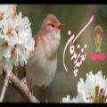 عکس نغمه و آواز زیبای پرندگان (موسیقی طبیعت 1)