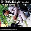 عکس خاکسپاری 09125033474