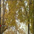 عکس ترانه زیبای هوای پریدن با صدای آقای محمد سبحانی - شیراز