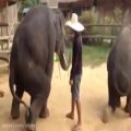 عکس رقص فیل ها با گانگنام استایل!