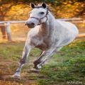 عکس دویدن اسب_ اسب سفید_اسب زیبا