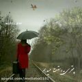 عکس باران ببارد... حجت اشرف زاده