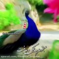 عکس پر باز کردن طاووس کلیپ زیبا کلیپ روز بخیر حس خوب طاووس زیبا