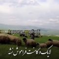 عکس آهنگ جدید یار دلربا - آهنگ محلی عاشقانه