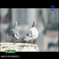عکس نماهنگ کبوتر بهشتی با صدای غلامحسین اشرفی