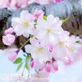 عکس کلیپ شکوفه های بهار