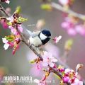 عکس کلیپ شکوفه های بهار