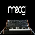 عکس Moog Subsequent 37 Analog Synthesizer