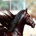 عکس اسب های زیبا با اهنگshape of my haert