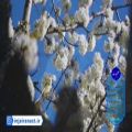 عکس کلیپ معجزه بهار با صدای مجید اخشابی
