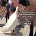 عکس نماهنگ کبوتر حرم - گروه سرود ابناءالحسین (ع) شاهرود