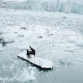 عکس اجرای لودویکو ایناودی در قطب شمال