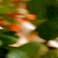 عکس گل قاشقی من وییییس