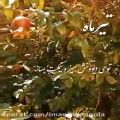 عکس ترانه شیرازی - تیرماه