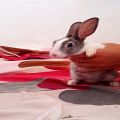 عکس رقص خرگوش ها