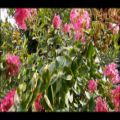 عکس تصنیف باکوئی، یِنَه اُ باغ اُلایدی