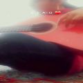 عکس اهنگ سلطان قلب ها با گیتار