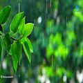عکس منظره و طبیعت بارانی زیبا || ویدیوی زیبای باران || ویدیوی HD طبیعت
