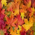 عکس قطعه پاییز در برگ ها گم بود اثر فریبرز لاچینی