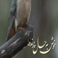 عکس کلیپ استوری زیبا ، خوش به حال پرنده ها