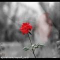 عکس به نام گل سرخ ،کدکنی، با صدای علی سعیدی