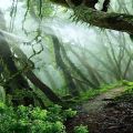 عکس استوری باران و جنگل