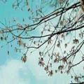 عکس موزیک ویدیو مسیح و آرش به نام شاخه نبات