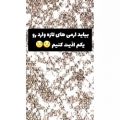 عکس آرمیای تازه وارد.:: فان:: بی تی اس::