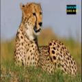 عکس موزیک بی کلام و چهار چیتا در حال شکار