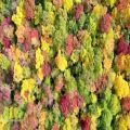 عکس پاییز جنگل ها با موسیقی آرام