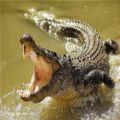عکس حمله های دیدنی تمساح و کروکودیل