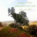 عکس دکلمه شعر درخت امید /نرگس صرافیان(طوفان) از رهی رضوان