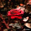 عکس ۰Rose۰