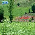 عکس گل عاشق باصدای مجیداخشابی
