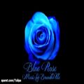 عکس Blue Rose