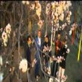 عکس موزیک ویدیو فصل بهار با صدای رضا صادقی و سعید شهروز