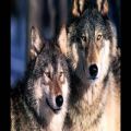 عکس موسیقی سریال گرگها - بخش دوم