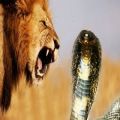 عکس مبارزه شیر و مار کبرا دیدنی :: Lion vs Cobra #HD ::