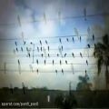عکس ملودی پرندگان روی سیم
