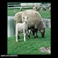 عکس My Dear Sheep تو چه خوشگلی بع بعی ناز نازی من