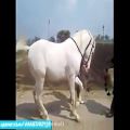 عکس صدای موسیقی این اسب زیبا ر وادار به رقصیدن کرده است