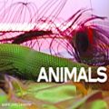 عکس Maroon 5 - Animals (Lyric Video)