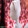عکس (yoegat me)اهنگ تام و انجالا خخییللی قشنگه❤❤❤❤❤❤❤❤❤❤❤❤❤