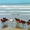 عکس ANDRE RIEU - with DREAM HORSES-moloud-poursafa