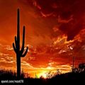 عکس آهنگ تگزاسی [Cactus Desert]