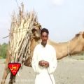 عکس Murad Jan Baloch - Goushte Mana O Maleka - Balochi HD Songs